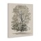 Stupell Industries Vintage Farmhouse Tall Tree Canvas, design by Riley B